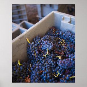 Poster Bodega Marques de Riscal vignoble, raisins