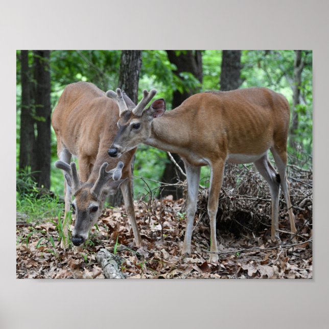 Poster Boeuf Blanc En Velours (Devant)
