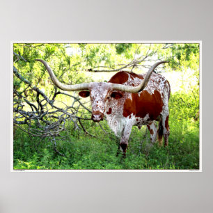 Poster Boeuf du Texas Longhorn