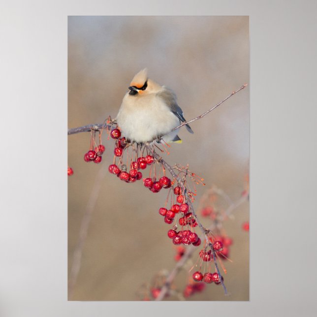 Poster Bohemian waxwing en hiver, Canada (Devant)