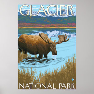 Poster Boire de l'orignal au lac - Parc national des Glac