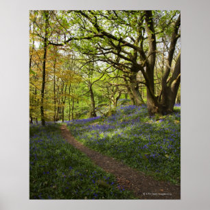 Poster Bois à bleuets du printemps