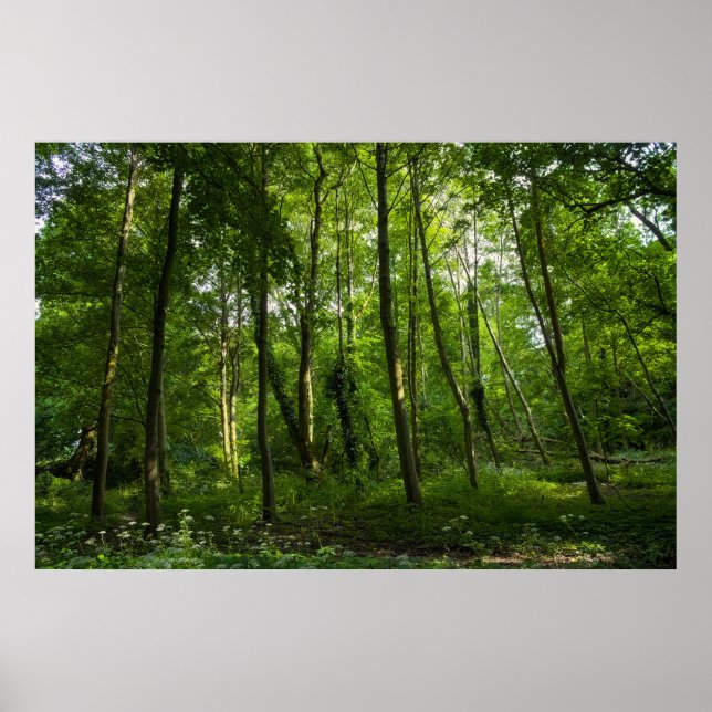 Poster Bois. Blackweir Woods, Bute Park, Cardiff (Devant)