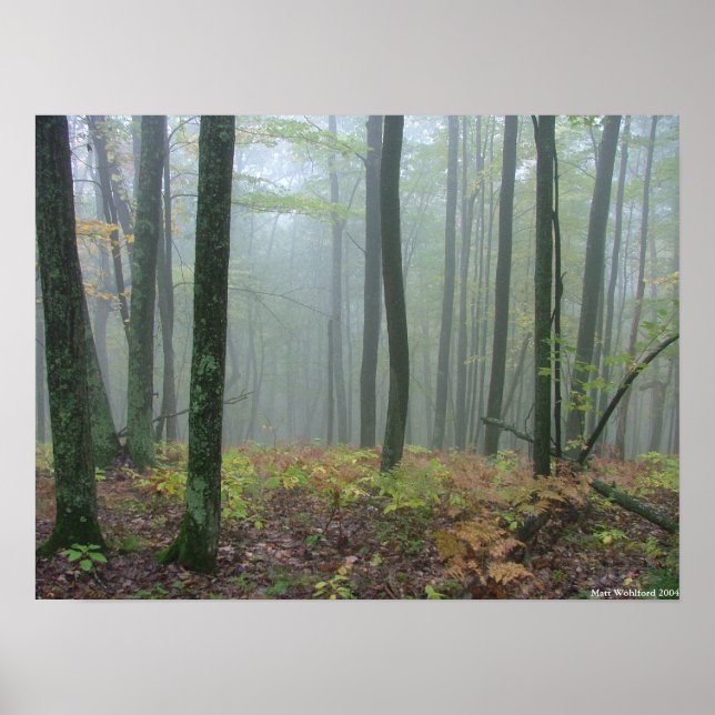 Poster Bois bruyants (Devant)