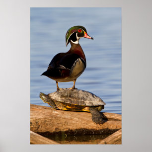 Poster Bois Canard mâle debout sur le glisseur à oreilles