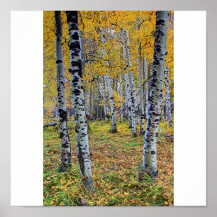 Poster Bois d'automne