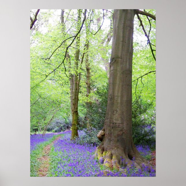 Poster Bois de Bluebell (Devant)