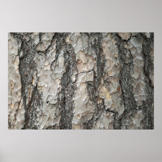 Poster Bois de pin d'écorce (Devant)