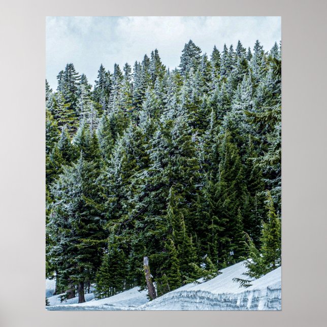 Poster Bois des bancs de neige // Forêt des pins (Devant)