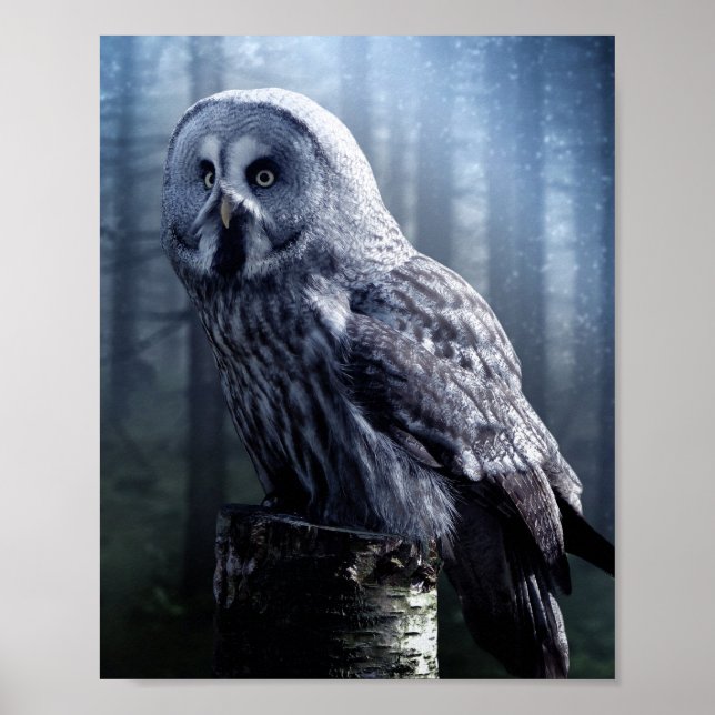 Poster Bois d'oiseaux de Chouette (Devant)