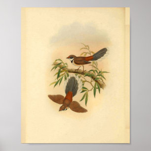 Poster Bois Fantail Flycatcher Bird Imprimer Vintage
