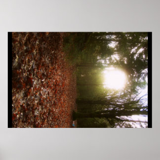 Poster Bois inférieur