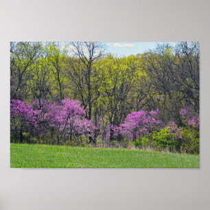 Poster Bois Redbud Trees Shawnee Mission Parcs Kansas
