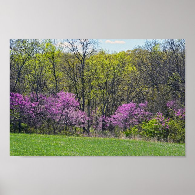 Poster Bois Redbud Trees Shawnee Mission Parcs Kansas (Devant)
