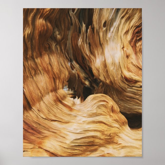 Poster bois texture motif nature ancienne (Devant)