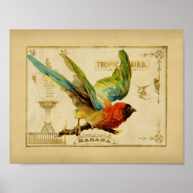 Poster Boîte à cigares Vintage aux oiseaux tropicaux (Devant)