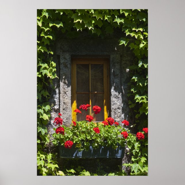 Poster Boîte à fleurs de fenêtre en géranium rouge (Devant)
