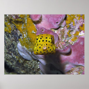 Poster Boîte Boxfish Portrait