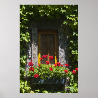 Boîte de fenêtre Géranium rouge
