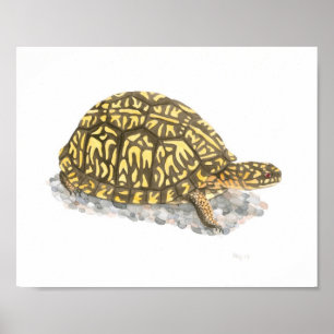 Poster Boîte Est Turtle Art