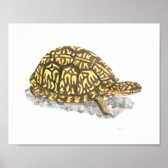 Poster Boîte Est Turtle Art (Devant)