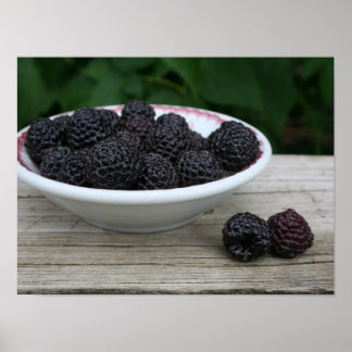 Poster Bol de framboises noires fraîches du jardin