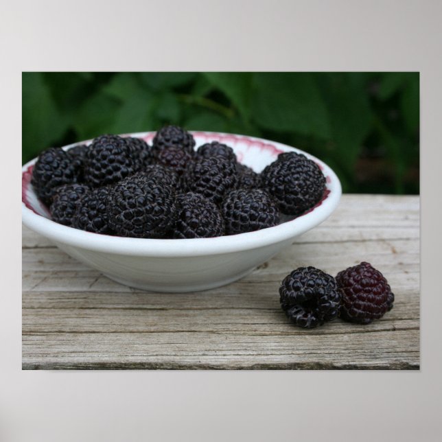 Poster Bol de framboises noires fraîches du jardin (Devant)