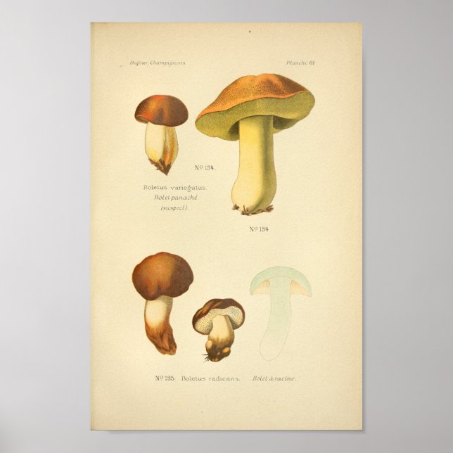 Poster Boletus Brown Champignons Art Imprimer Français (Devant)