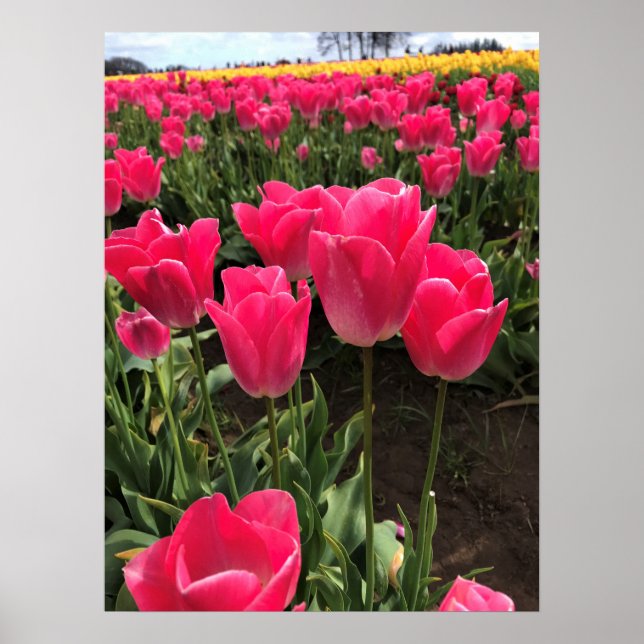 Poster Bolray Price Tulips (Devant)