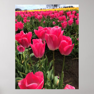 Poster Bolray Price Tulips, Oregon