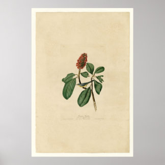 Poster Bonaparte Flycatcher