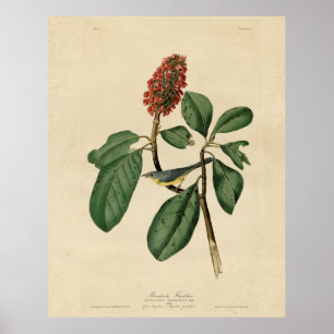 Poster Bonaparte's Flycatcher, Audubon's Birds of America