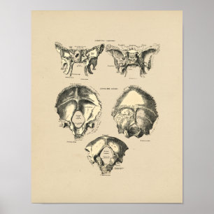 Poster Bones crâniennes vintages 1880
