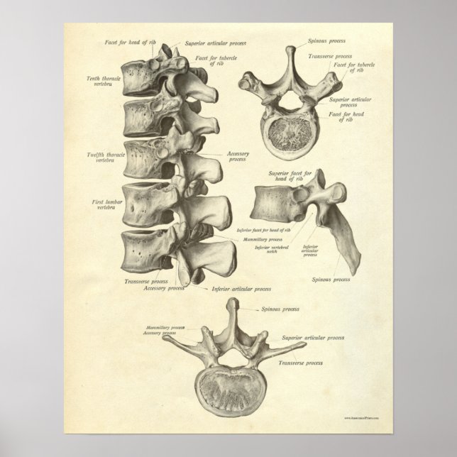 Poster Bones d'impression Anatomie vintage Lumbar Vertebr (Devant)