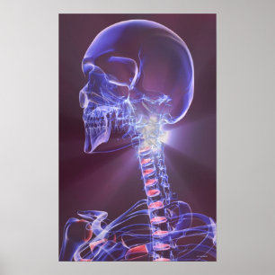 Poster Bones of the Head and Neck 5