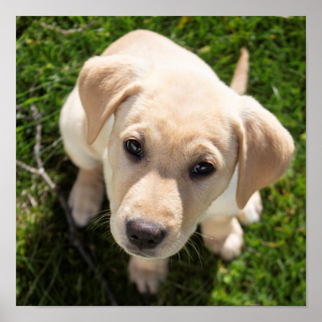 Poster Bonjour ! (chiot de repérage du Labrador jaune) (Devant)