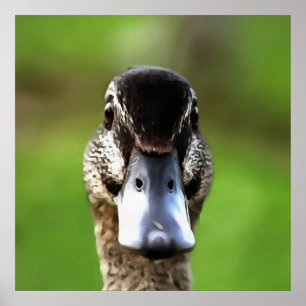 Poster Bonjour Ducky Quirky Duck Portrait