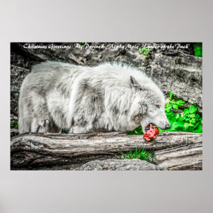 Poster Bonjour Noël Leader du Pack