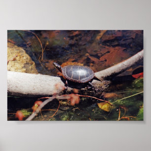 Poster Bonne tortue