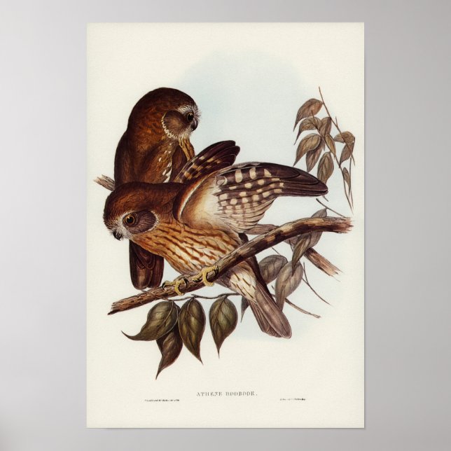 Poster Boobook Owl par Elizabeth Gould (Devant)