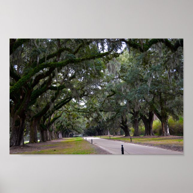 Poster Boone Hall Avenue des chênes en Caroline du Sud (Devant)