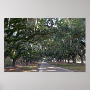 Poster Boone Hall Plantation Avenue des chênes
