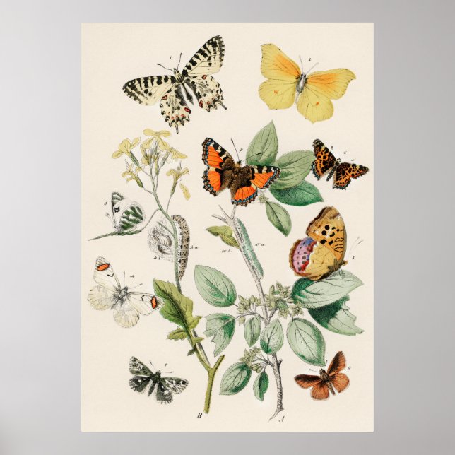 Pôster Borboletas e Mariposas by William F Kirby Poster (Front)