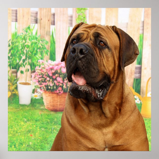 Poster Bordeaux Mastiff (Devant)