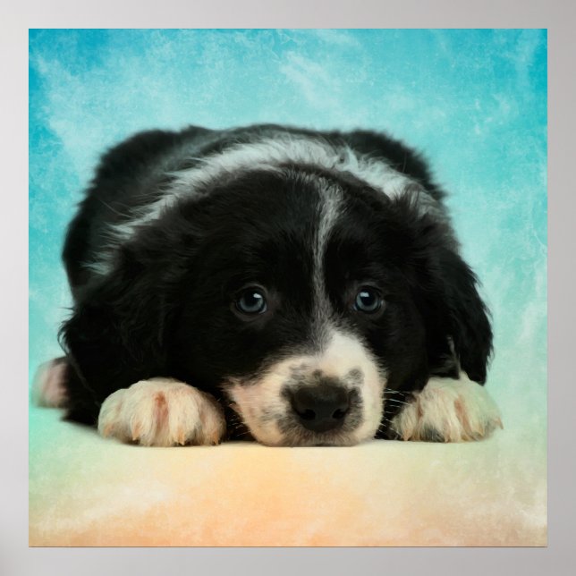 Poster Border Collie (Devant)