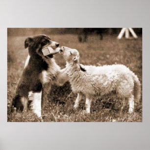Poster "Border Collie and Lamb"~Poster