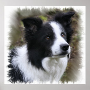 Poster Border collie art