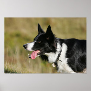 Poster Border collie haletant le Headshot 2