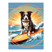Border Collie noir et blanc en surf