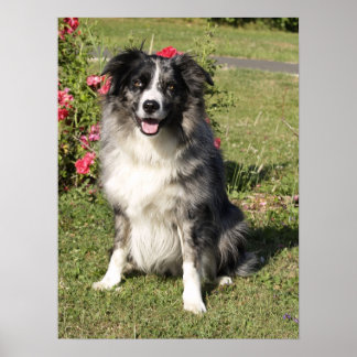 Poster Bordure Collie